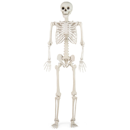 5.4 FT Halloween Skeleton Decoration, Life Size Large Skeleton with Posable Joints