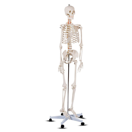 Human Skeleton Model for Anatomy, 70.8” Life Size Skeleton Model with Nervous System and Rolling Stand for Medical Study